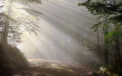 Celebration of National Tree Week Ireland – Webinar Recording Now Available