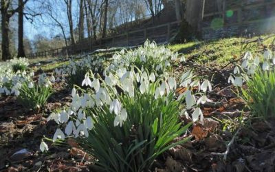 NGS launches their 4th annual Snowdrop Festival