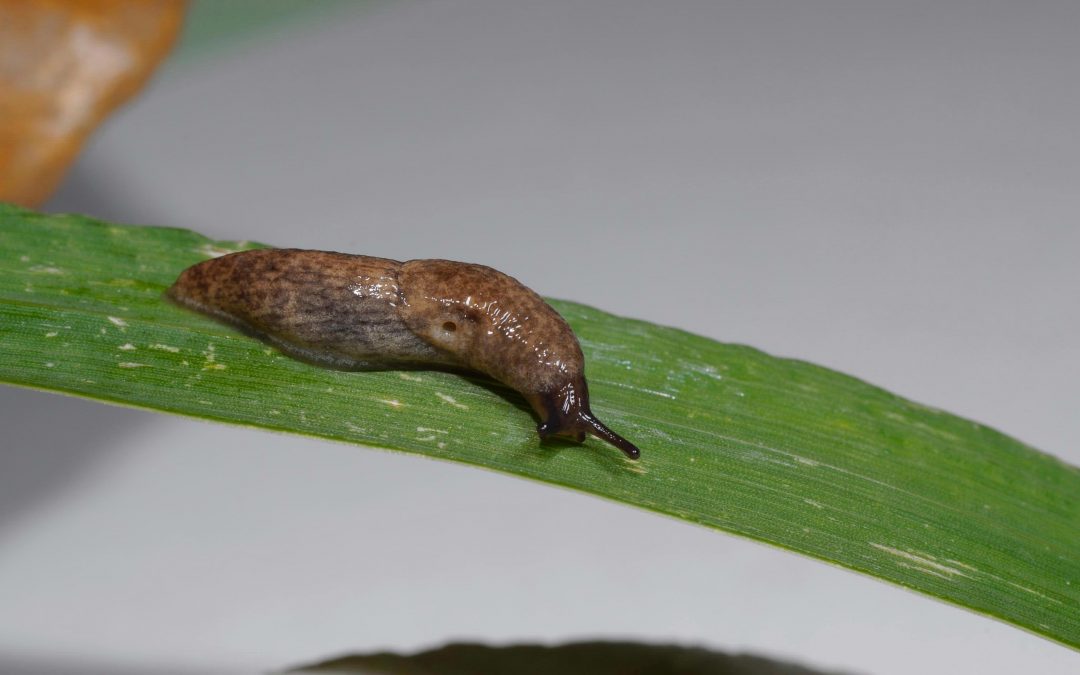 Grey field slug