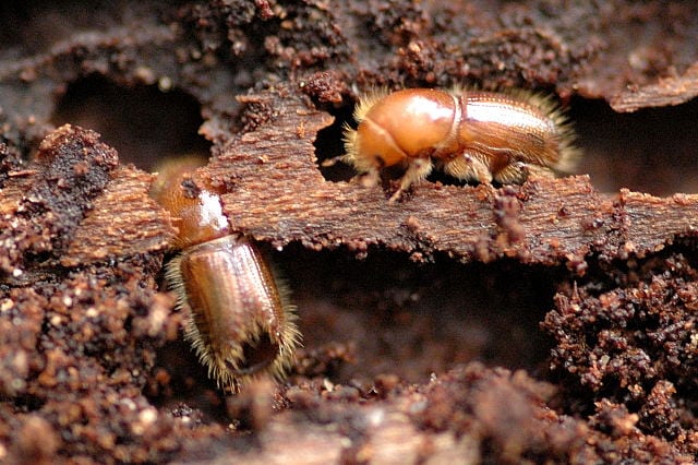 Ips.typographus - Eight Tooth Bark Beetle