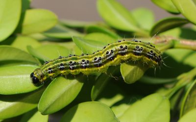 Box blight and box tree caterpillar study – can you help?