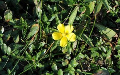 Dispose of unwanted plants responsibly and wash your boots